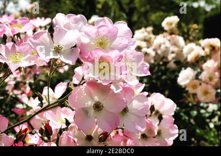 Rosa 'Lyda Rose' rosa pallido in fiore durante il mesi estivi Foto Stock