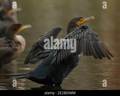 Primo piano di cormorano a doppia cresta Foto Stock