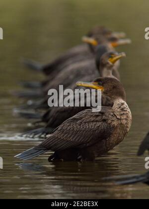 Primo piano di cormorano a doppia cresta Foto Stock