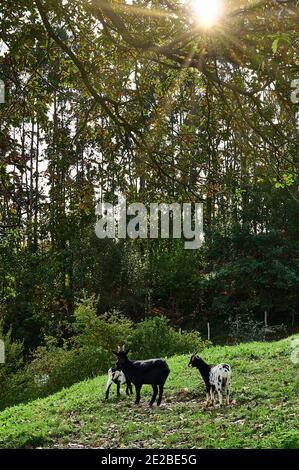 Nana Goat Capra domesticus Foto Stock