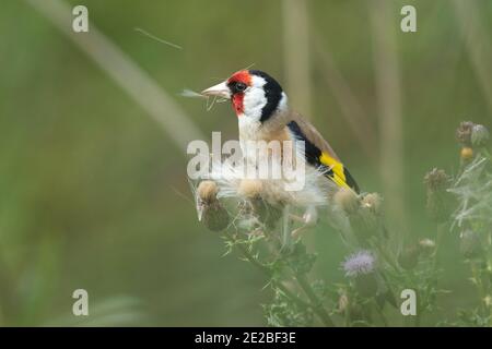 Adult Goldfinch, Carduelis carduelis, che si nutre di semi di Thistle striscianti, Cirsium arvense, RSPB's Otmoor Reserve, Oxfordshire, 21 luglio 2019. Foto Stock