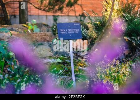 Un segno con l'iscrizione Erica x darleyensis perfezione bianca nel giardino Foto Stock