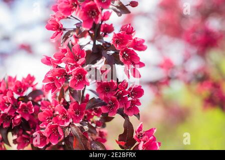 rami fioriti di un albero fiori rosa di una pianta in un giardino di sakura Foto Stock
