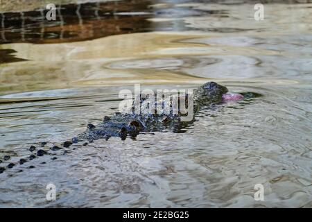 Primo piano di un alligatore in agguato nel lago Foto Stock