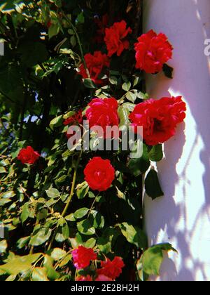 Rose rampicanti rosse su sfondo bianco, giardino di campagna in estate Foto Stock