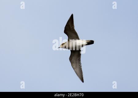 Golden Plover, Pluvialis albicaria, in volo alla RSPB's Otmoor Reserve, Oxfordshire, 22 febbraio 2020. Foto Stock