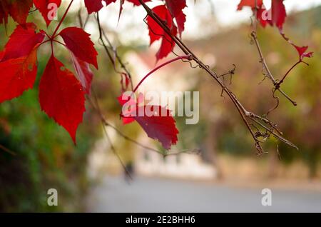 Istanbul, Turchia - 28 novembre 2012: Impianti a Büyükada-nizam Foto Stock