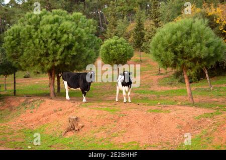 Istanbul, Turchia - 28 novembre 2012: Due mucche a Büyükada-nizam Foto Stock