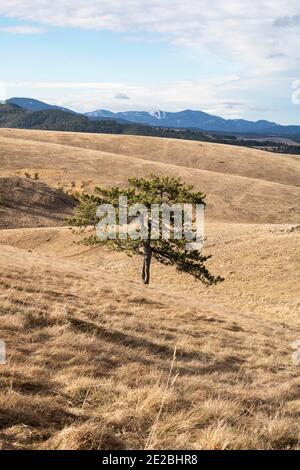 Albero solitario in montagna Foto Stock