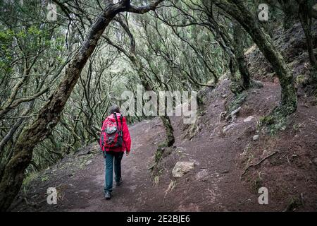 Donna turistica a piedi nella foresta di alloro / laurisilva / laurissilva a Macizo de Anaga sull'isola di Tenerife nelle Isole Canarie, Spagna Foto Stock