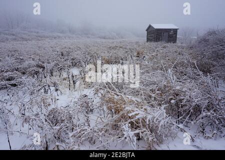 Fienile abbandonato nei boschi ghiacciati Foto Stock