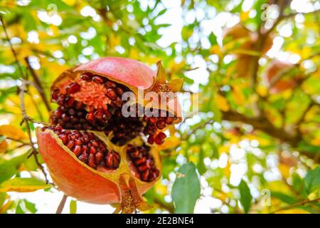 Un bel melograno maturo pende su un albero. Stagione di raccolta della frutta Foto Stock