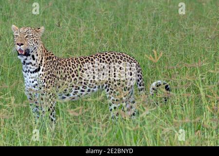 Leopardo (Panthera pardus). Singolo animale, in movimento, camminando con sicurezza, attraverso praterie, savana. Testa tenuta per guardare sopra l'altezza delle erbe. Foto Stock