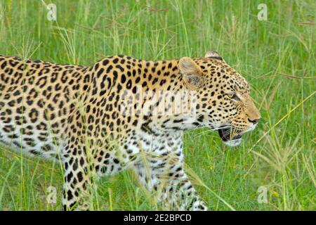 Leopardo (Panthera pardus). Singolo animale, in movimento, camminando con sicurezza, attraverso praterie, savana. Testa tenuta all'altezza di panicle semina erba. Foto Stock