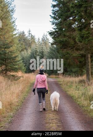 Donna che cammina Samoyed nel parco forestale di Kielder Foto Stock