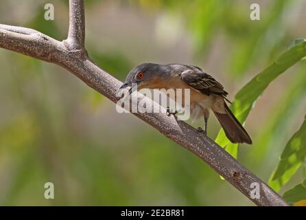 Puffback settentrionale (Dryoscopus gambensis gambensis) femmina adulta che foragga nell'albero Mole NP, Ghana Febbraio Foto Stock