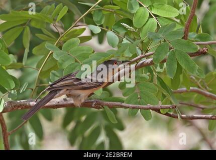 Puffback settentrionale (Dryoscopus gambensis gambensis) femmina adulta che foragga nell'albero Mole NP, Ghana Febbraio Foto Stock