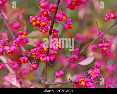 Frutti di mandrino arbusto, Euonymus europaeus Foto Stock