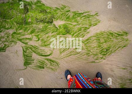 Spiaggia di Cua Tung a Hoa Ly, distretto di Vinh Linh, provincia di Quang Tri Vietnam. Paesaggio di spiaggia incontaminata piena di alghe fiorenti. Foto Stock