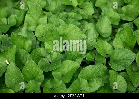 Viola odorata viola e fiori lilla Foto Stock
