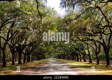 Live Oak alberi drappeggiato con Moss spagnolo linea la strada d'ingresso alla Wormsloe Plantation a Savannah, Georgia Stati Uniti. Foto Stock