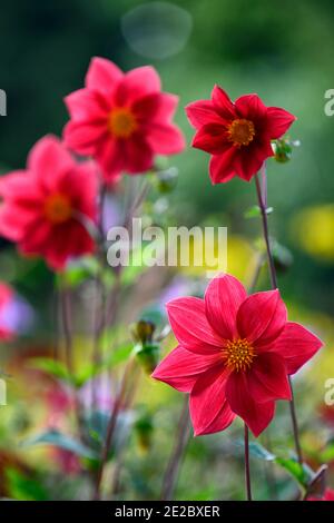dahlia,dahlias peony,seedling,fiori rossi corallo,fiore rosso corallo,fioritura,RM floreale Foto Stock