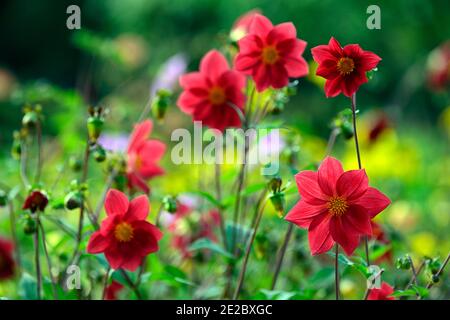 dahlia,dahlias peony,seedling,fiori rossi corallo,fiore rosso corallo,fioritura,RM floreale Foto Stock