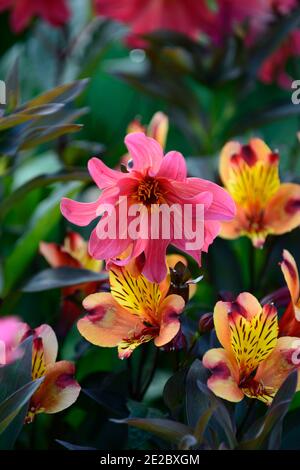 dahlia,dahlias peony,seedling,fiori rossi corallo,fiore rosso corallo,fioritura,estate indiana Alstroemeria,giglio peruviano,rame,arancio,giallo,fiore,fiore Foto Stock