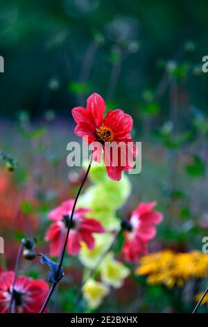 dahlia,dahlias peony,seedling,corallo rosso fiori,corallo rosso fiore,fioritura,arancio,giallo,rosso,fiore,fiori,fioritura,perenne,giardino,misto dahlias,m Foto Stock