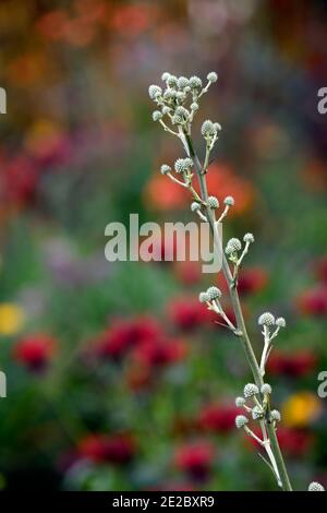 Eryngium yuccifolium,fiori,fioritura,confine misto,istle ornamentale,giardini,RM Floral Foto Stock