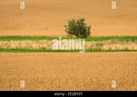 Vista idilliaca di un albero solitario in campo vicino a Kyjov, distretto di Hodonin, regione della Moravia meridionale, Moravia, Repubblica Ceca Foto Stock