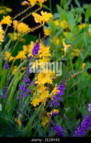 Linaria Purpurea,toadflax,fiori viola,gambi fioriti,guglie,snapdragon,Crocosmia x crosmosphiflora George Davison, fiori gialli e viola, misti Foto Stock