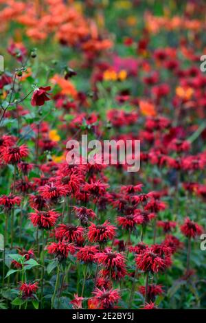 monarda jacob cline, bergamotto, fiore rosso, fiori di scarlatto, bordo caldo, letto caldo, perennials, beebalm, bergamotti, RM Floral Foto Stock