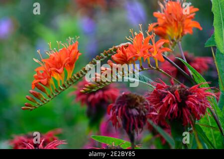 crosmia arancione,, monarda jacob cline, bergamotto, fiore rosso, fiori scarlatto, bordo caldo, letto caldo, perennials, beebalm, bergamotti, arancio e rosso, crosmia a. Foto Stock