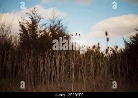 Piante di thistle asciugate in primo piano di un prato con un cielo blu Foto Stock