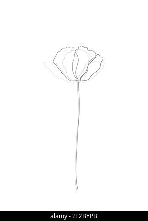 Linea art-Poppy fiore disegno minimalista contorno. Disegno a una linea, motivo floreale per disegnare arte lineare su sfondo bianco. Foto Stock