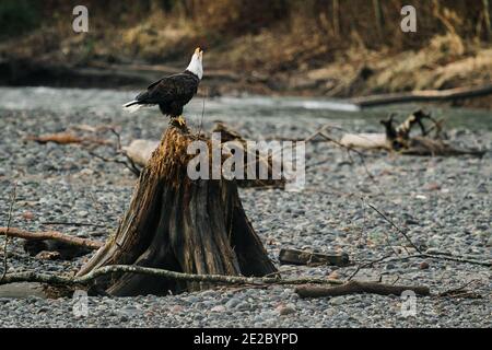 Vista laterale di un'aquila calva da adulto mentre è appollaiata su un ceppo di albero Foto Stock