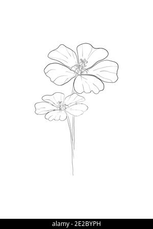 Linea art-Poppy fiore disegno minimalista contorno. Disegno a una linea, motivo floreale per disegnare arte lineare su sfondo bianco. Foto Stock