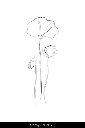 Linea art-Poppy fiore disegno minimalista contorno. Disegno a una linea, motivo floreale per disegnare arte lineare su sfondo bianco. Foto Stock