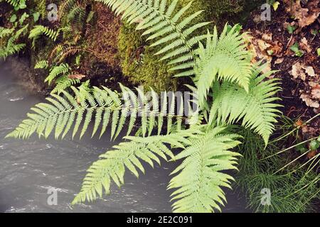 Colpo di closeup di foglie di felce verdi selvatiche che crescono in una foresta vicino ad un fiume Foto Stock