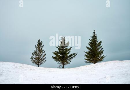 Piccoli alberi di conifere che crescono in fila sulla cima di nevoso collina contro il cielo blu in inverno Foto Stock
