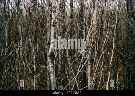 Alberi sottili con gemme fresche che crescono nel thicket di primavera giorno nella foresta in giorno grigio Foto Stock