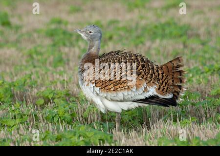 Primo maschio invernale Great Bustard, Otis tarda, tratto dal programma di reintroduzione che si svolge a Salisbury Plain, in un campo stoppie a Letcombe Regis Foto Stock