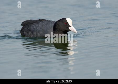 Adult Coot, Fulica atra, Farmoor Reservoir, Oxfordshire, 30 aprile 2019. Foto Stock