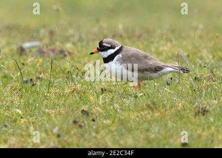 Plover ad anello per adulti, Charadrius hiaticula, sulla costa di Loch Spelve, Isola di Mull, Scozia, 26 maggio 2019. Foto Stock