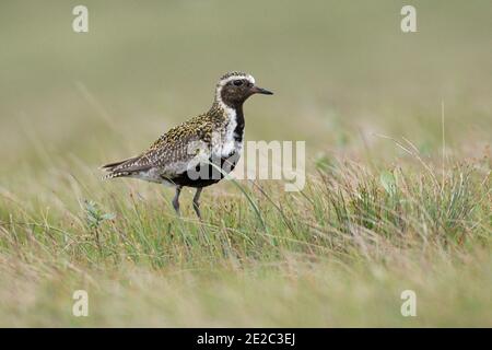 Golden Plover, Pluvialis albicaria, che si nutre sulla costa di Loch Na Keal, Isola di Mull, Scozia, 26 maggio 2019. Foto Stock
