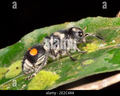 Velvet ANT (Mutillidae), non una formica ma una vespa senza alare. Nella foresta pluviale dell'Amazzonia ecuadoriana. Foto Stock