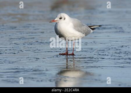 L'inverno degli adulti è crolizzato Gull a testa nera, Chromicocephalus ridibundus, in piedi sul lago congelato presso la riserva dei letti Thatcham di BBOWT, Berkshire Foto Stock