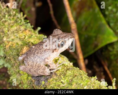 Malkin's Rain Frog (Pristimantis malkini) nella foresta pluviale, Ecuador Foto Stock