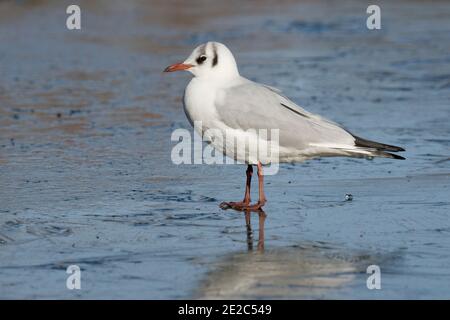 L'inverno degli adulti è crolizzato Gull a testa nera, Chromicocephalus ridibundus, in piedi sul lago congelato presso la riserva dei letti Thatcham di BBOWT, Berkshire Foto Stock